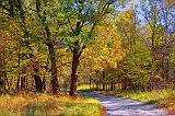 Autumn Back Road_16881